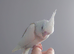 Hand reared silly tame DNA sexed baby cockatiels