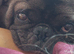 Pug for Rehome