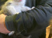 FarmKittens for sale