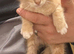 Last two boy kittens ready to go