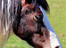 Stunning fresian x cob for sale