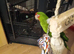 Pickle is looking for a new home
