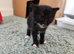 Playful and Adorable Kittens for their new Homes!!
