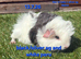 Hairy guinea pig boys