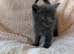 Beautiful kittens For Sale