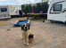 Puppy sale