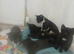 Four Kittens Ready Now