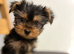 Yorkshire Terrier Puppy BOY