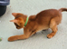 Abyssinian tica pedigree
