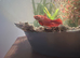Betta fish and Tank with gravel & plants