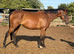 15.2 4yr old thoroughbred mare