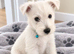 Adorable WestHighland White pups - READY NOW