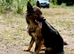 Security Trained German Shepherd Female &ndash; Friendly & Well Trained