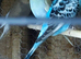 Budgies latino pair and standard ones all must go