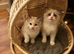Bicolour ragdoll kittens