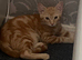 Ginger kitten for sale