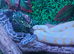 carpet pythons