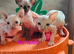 Tica Registered Canadian Sphynx Kittens
