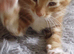 Ginger kitten