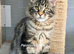 TICA registration Maine coon kittens Ready Now