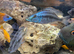 Malawi eye biter cichlids