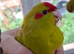 Kakarikis for sale