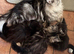 3. Stunning male. Mainecoon kittens