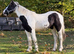 Cob gelding weanling