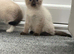 Male and female ragdoll crosses