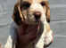 Cocker spaniel puppies from health tested parents