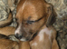Long haired shaded red dashund x jack russell