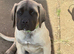 Kc reg Old English mastiff puppies
