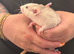 Baby dumbo rats available
