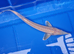 Albino & White Edge Sterlets and Diamond Sturgeon