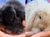 Mixed litter of beautiful mini lops for sale