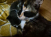 2x kittens
