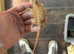 Bearded dragon for free, please read  full description
