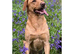 Yellow/dark yellow Labradors