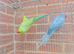 Beautiful Indian ringnick pair