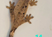 Ink Spot Dalmatian Juvenile Crested Geckos