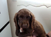 Working cocker spaniel puppies