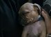Male pocket bully