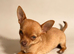 Kennel Club Pedigree Girl Chihuahua