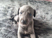Beautiful blue whippet Puppy's