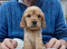 Cocker spaniel puppies Manchester