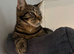 Dexter needs a loving home!