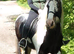 Cob Mare.