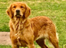 Deep golden pups fully kc health tested parents