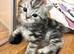 Ragdoll cross