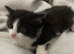 Last kitten ready now